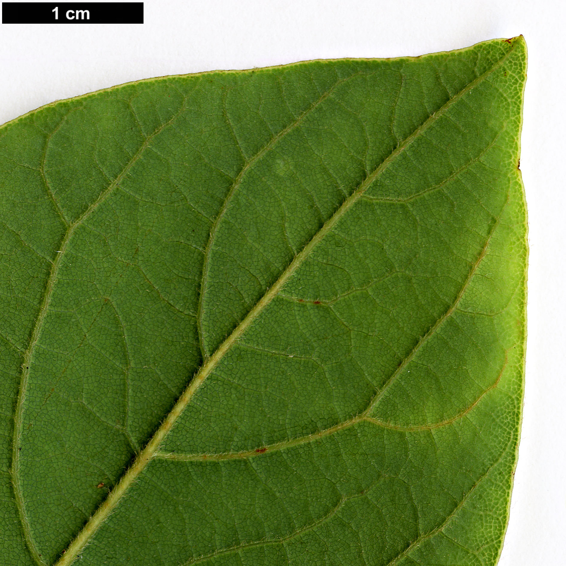 High resolution image: Family: Lauraceae - Genus: Beilschmiedia - Taxon: miersii